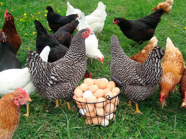 Содержание кур и уход за ними | ЗооТом - продажа, вязка и услуги для животных в Димитровграде