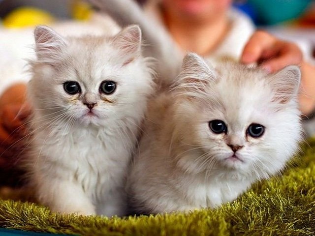 Породы кошек в Димитровграде | ЗооТом портал о животных