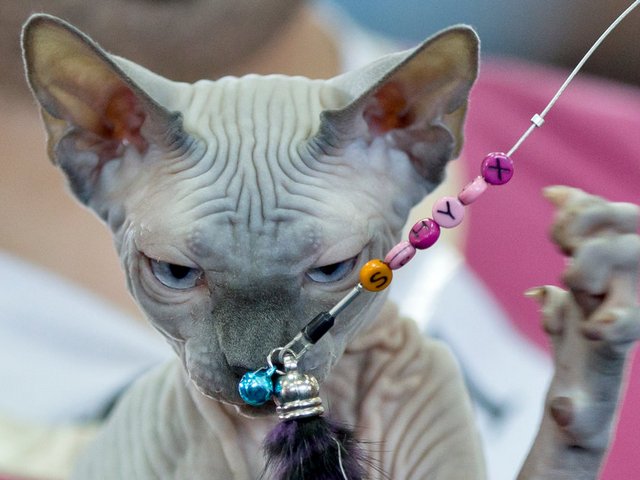 Выставки кошек в Димитровграде | ЗооТом портал о животных
