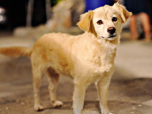 Породы собак в Димитровграде | ЗооТом портал о животных