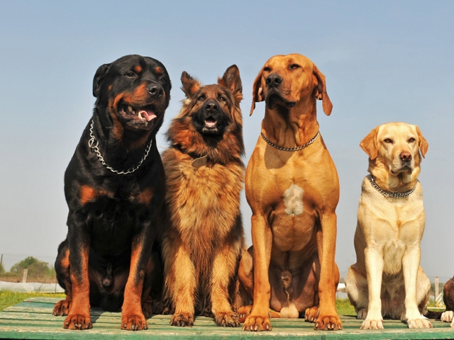 Крупные породы собак в Димитровграде | ЗооТом портал о животных