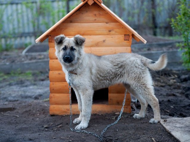 Все о собаках в Димитровграде Все о собаках в Димитровграде